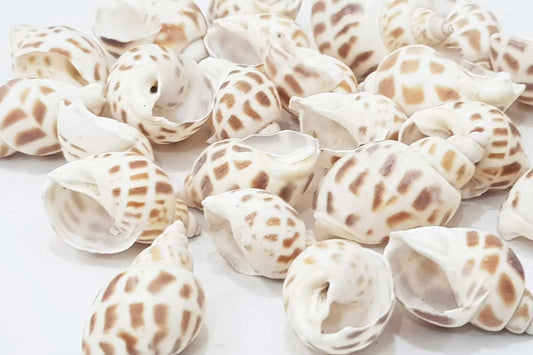 Mohan Shoppe Natural Single Drilled Hole Natural Cowrie Kauri Shell Beads for Adornment Beads/Jewlery Making, Package of 100 Gram