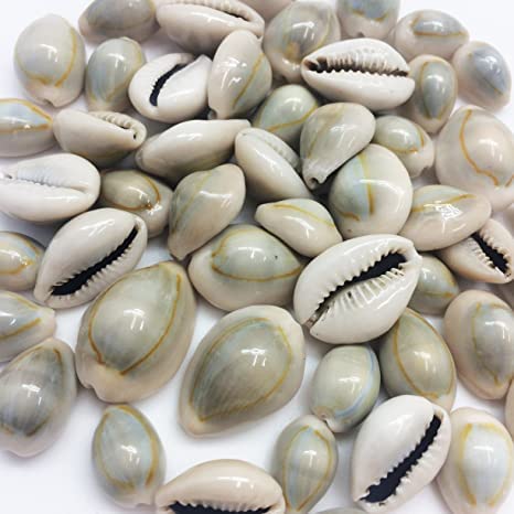 Mohan Shoppe Natural Single Drilled Hole Natural Cowrie Kauri Shell Beads for Adornment Beads/Jewlery Making, Package of 100 Gram